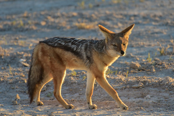 Jackal - Etosha, Namibia