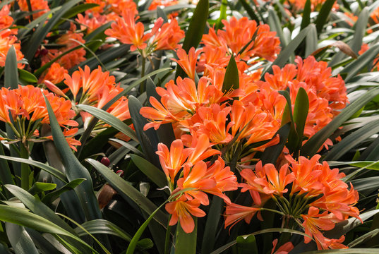 Fototapeta cluster of orange clivia flowers