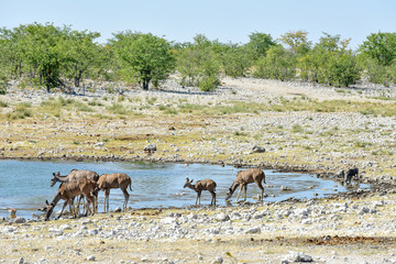 Kudu in Etosha National Park