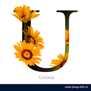 Letter U vector alphabet with Ursinia. ABC concept type as logo.