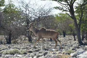 Kudu in Etosha National Park