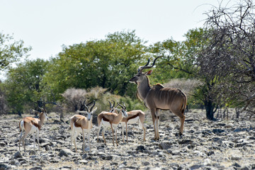 Springbok in Etosha National Park