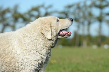 Naklejka premium Kuvasz