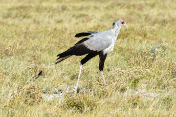 Secretary Bird in Etosha National Park