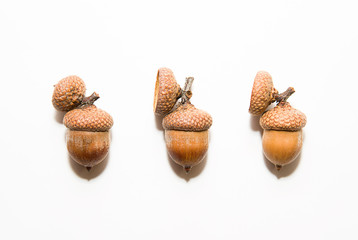 Three acorns with hats on over white
