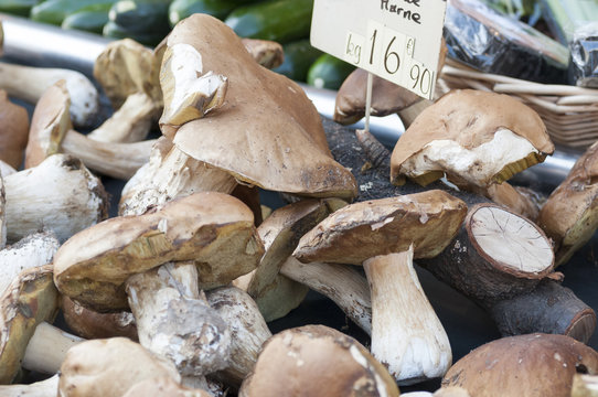 porcini mushrooms to the market