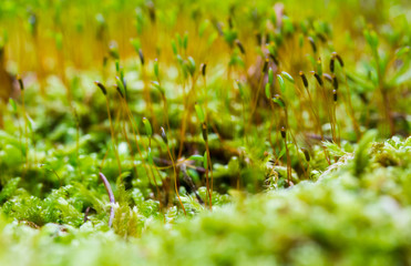 Moos wachsen auf Baumstamm