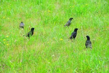 Starlings in the green grass in Vilnius city