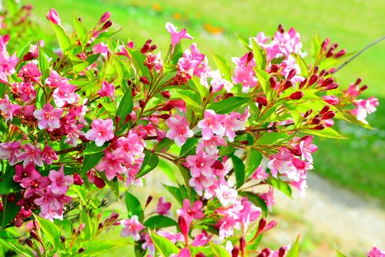 Flowers of beautiful pink weigela