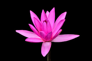 Pink water lily