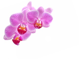 Fototapeta na wymiar Pink orchid flower, isolated on white, copyspace.