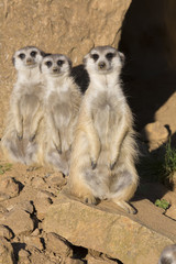 Fototapeta premium Meerkat, Suricata suricatta, observing surroundings