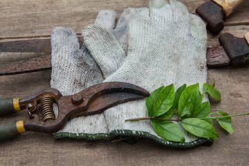 Gardening tools on old wooden background