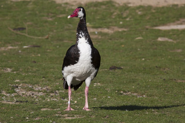 Portrait of a Spur-winged Goose, Plectropterus gambensis