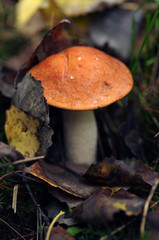 Orange-cap boletus in autumn wood