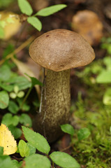 Brown cap boletus in autumn wood