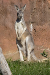 Young male red kangaroo, Megaleia rufa