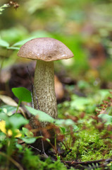 Brown cap boletus in autumn wood