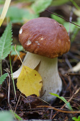 Porcino in autumn wood