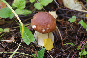 Porcino in autumn wood