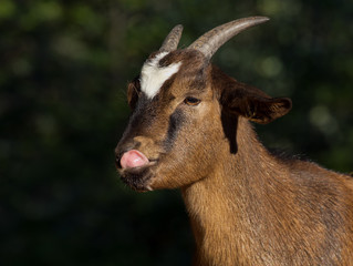 Ziege