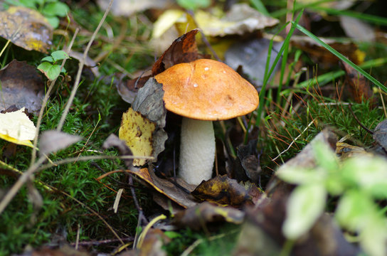Orange-cap boletus in autumn wood