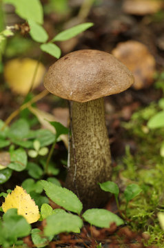 Brown cap boletus in autumn wood