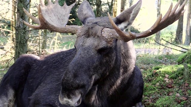 Portrait close up of moose bull (Alces alces) falling asleep on forest floor. Sound alerts him and he gets worried for a while. Surrounding is young spruce woodland in autumn. Fence visible top right.
