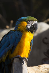 Portrait of a Blue-and-Yellow Macaw, Ara ararauna