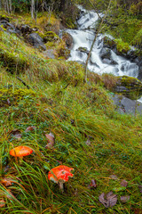amanita in ambiente umido