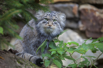 beautiful cat, cat Pallas', Otocolobus manul