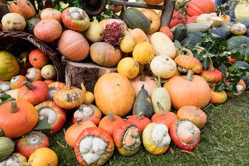 Kürbisse auf einem Herbstmarkt
