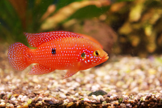 Hemichromis lifalili aquarium fish