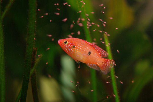 Hemichromis lifalili aquarium fish