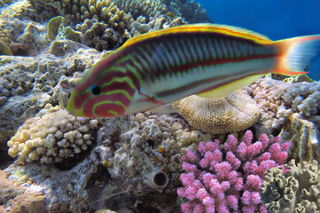 Obraz premium Thalassoma Klunzingeri and Hard corals in the Red Sea, Egypt