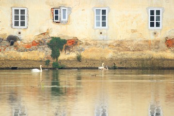 Swans and ducks on river, near old damaged castle