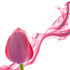 Tulip abstract background with design element on white, holiday