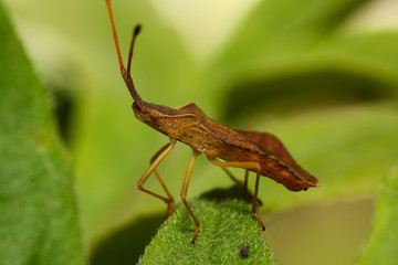 Beetle on green leaf