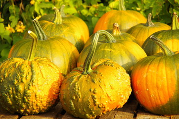 pumpkin lie on a wooden table