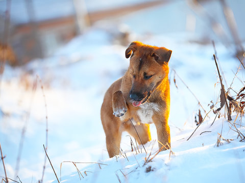 Young Puppy On Snow In Winter