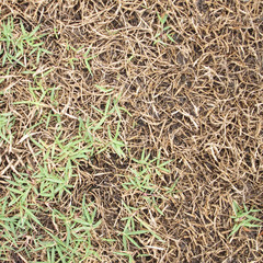 green grass and dry grass