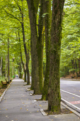 road in the forest park
