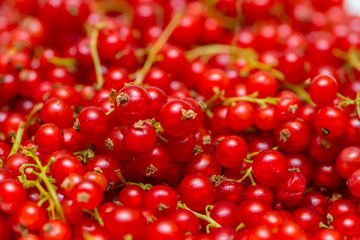 Background made of red currant berries