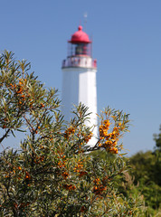 Sallow thorn berries in front of the Lighthouse near Kloster (Island Hiddensee Germany)