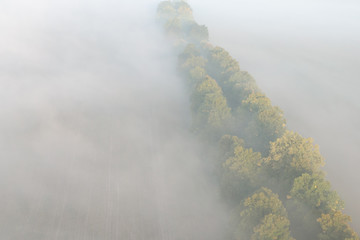 Aerial view of the foggy autumn alley