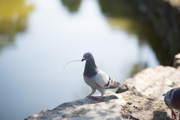巣材をくわえる鳩