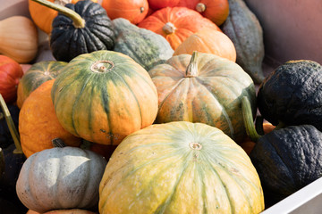 Kürbisse auf einem Herbstmarkt