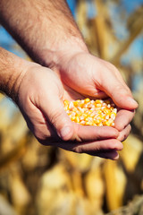Farmer holding corn seed
