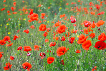 Field of wild red poppies