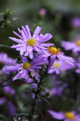 santbrink after the rain